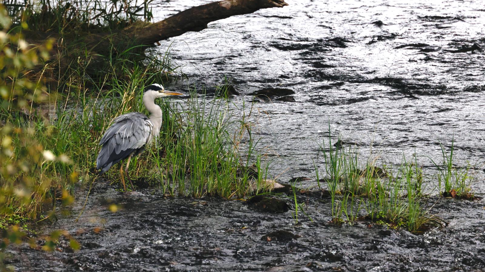 Häger i naturreservat nära Älgfallet