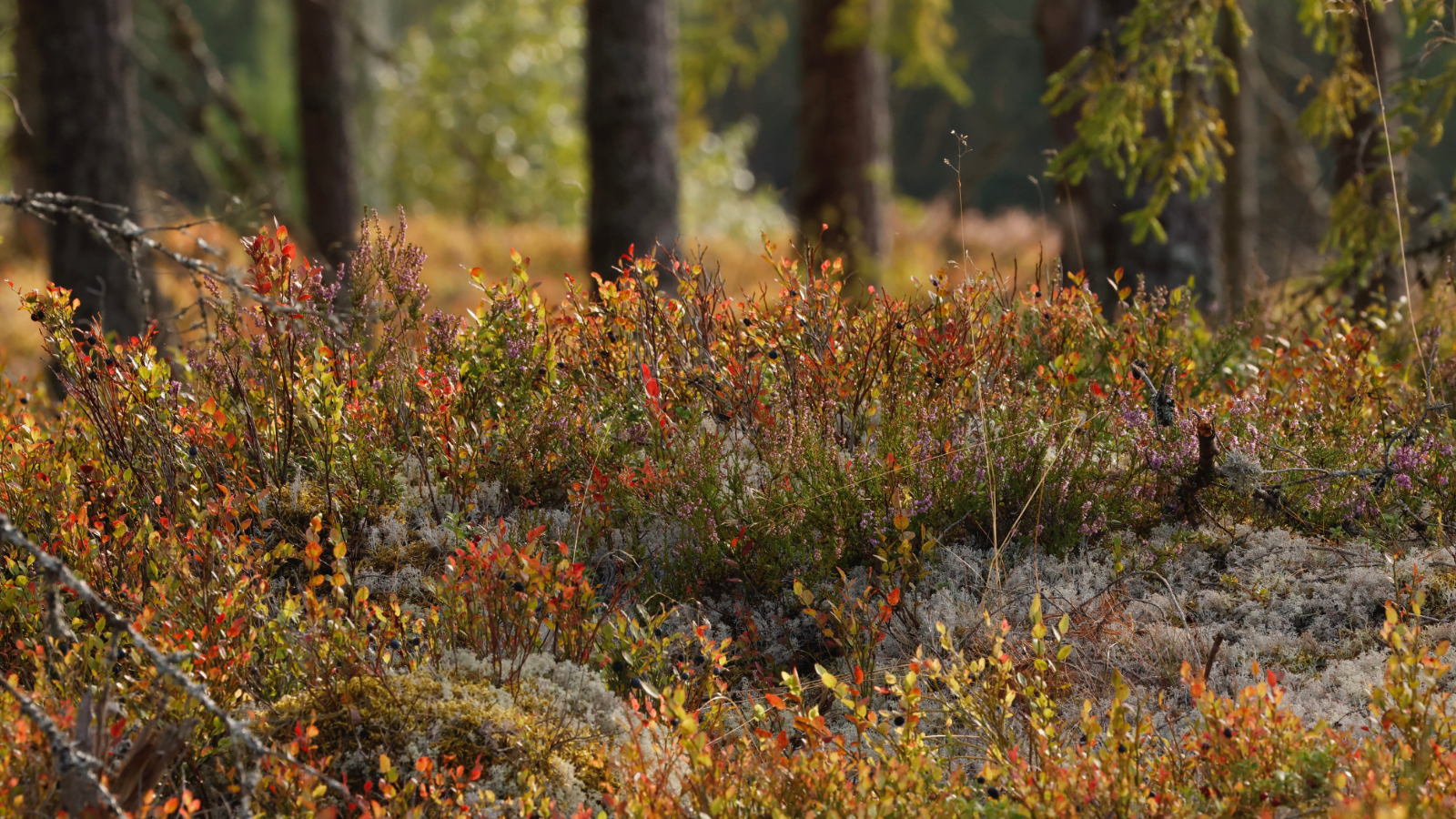 Skogsris, stillhet vid Älgfallet