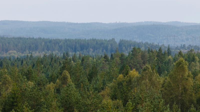 Älgfallet skog