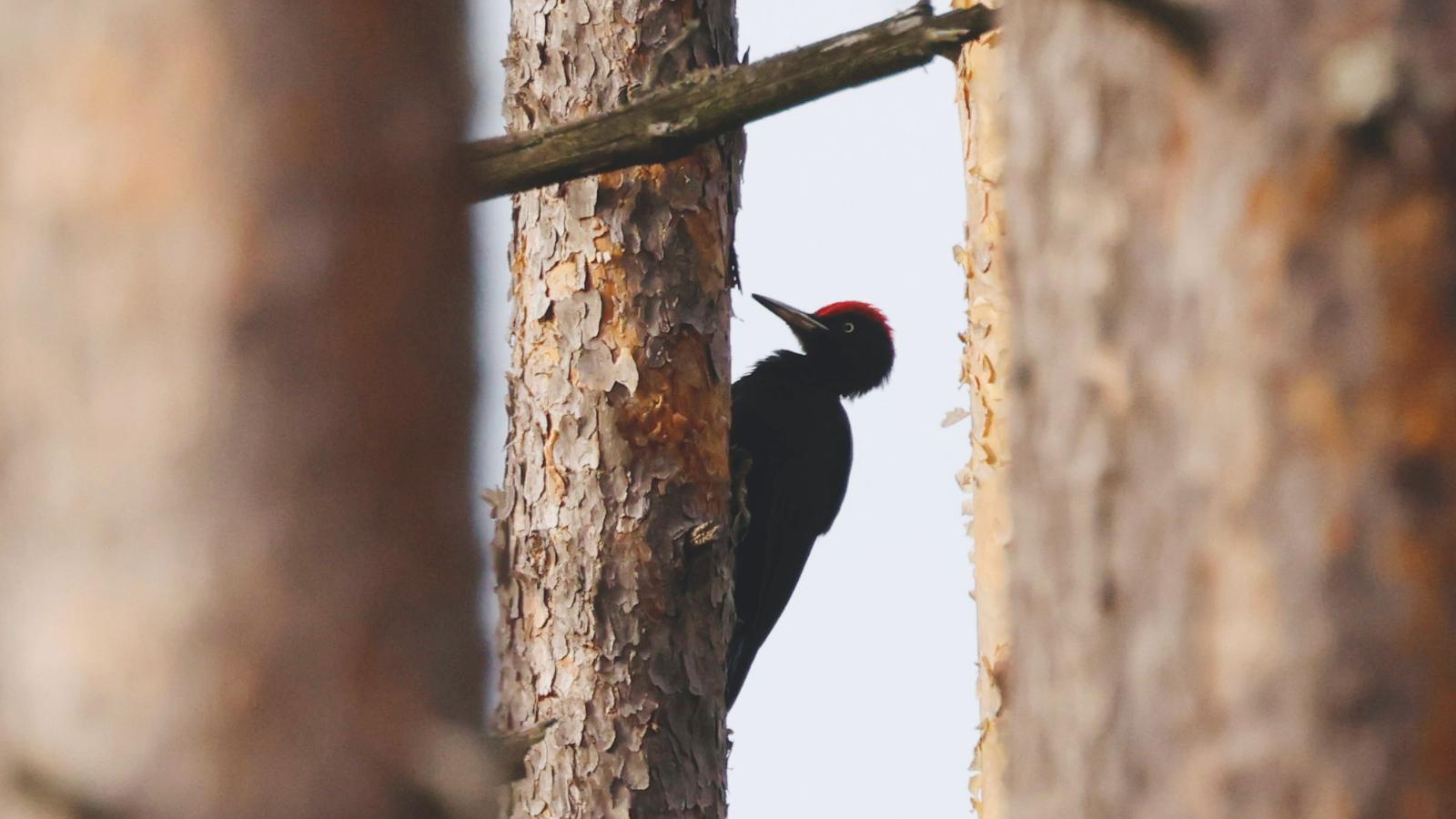 Spillkråka Älgfallet