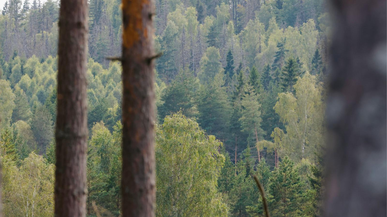 Tallar i närbild Älgfallet