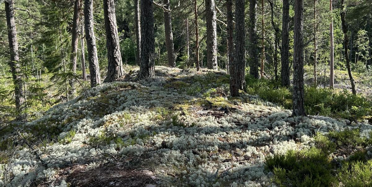 Skog med tallstammar och lavar